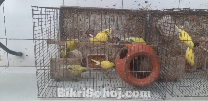 Colourful Budgrigar birds